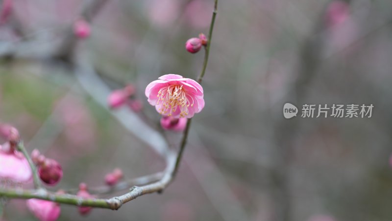 红梅初绽，惊艳了时光，温柔了岁月‌‌