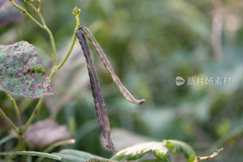 即将成熟的绿豆荚特写