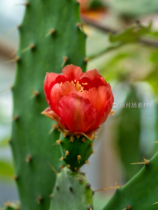 春天的仙人掌开花特写