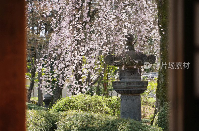 日本，川越喜多院，日式建筑与垂枝樱