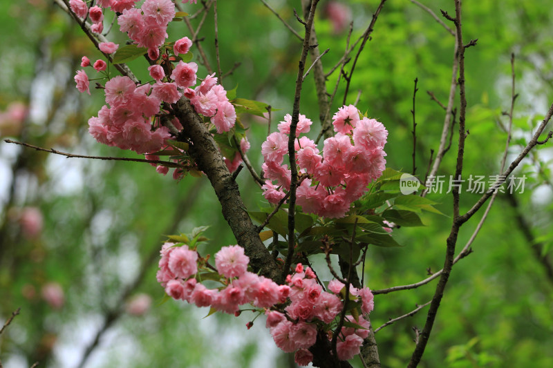 粉红日本晚樱花盛开