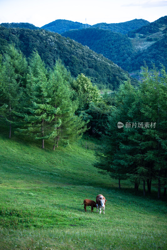 阳光下的草原牧场