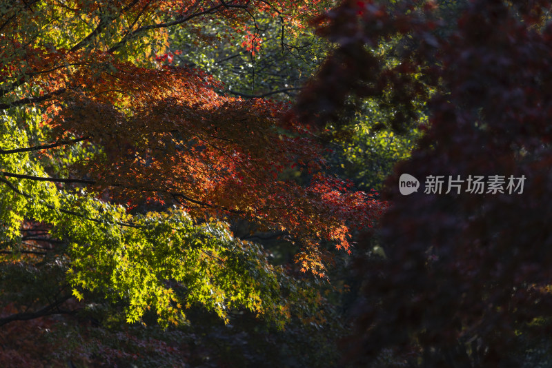 秋天秋景红枫叶枫树枫林自然户外森林空镜