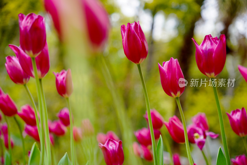 郁金香特写