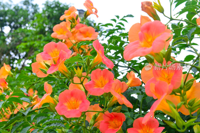 美丽凌霄花花朵花卉