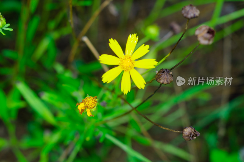 树林中的木茼蒿花