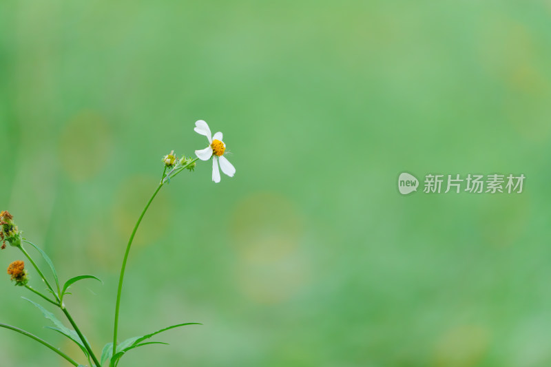 白色小花雏菊特写