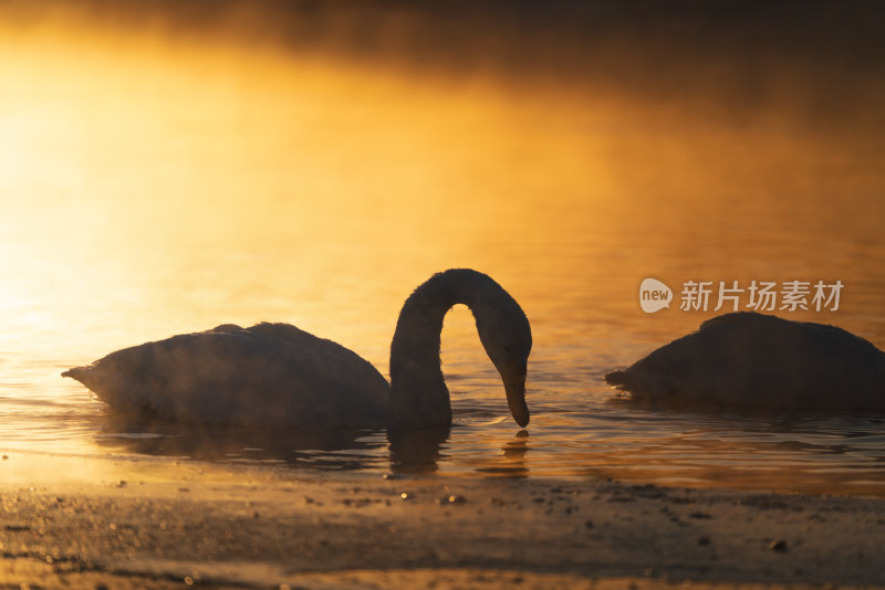 冬季白天鹅在清晨的河水中游泳嬉戏飞翔