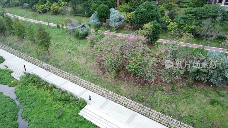 广东东莞：绿道旁花开满树