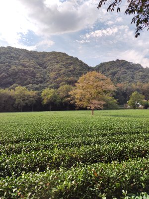 杭州云栖竹径茶园