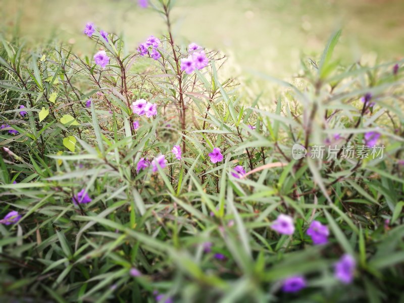 紫色花卉