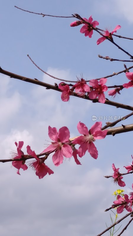 蓝天背景下的粉色桃花枝