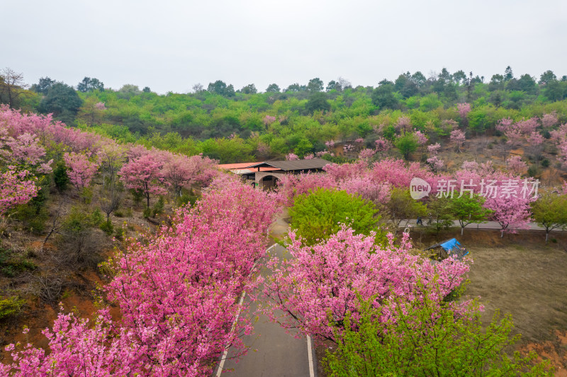 湖南省常宁市百万樱花园航拍风光