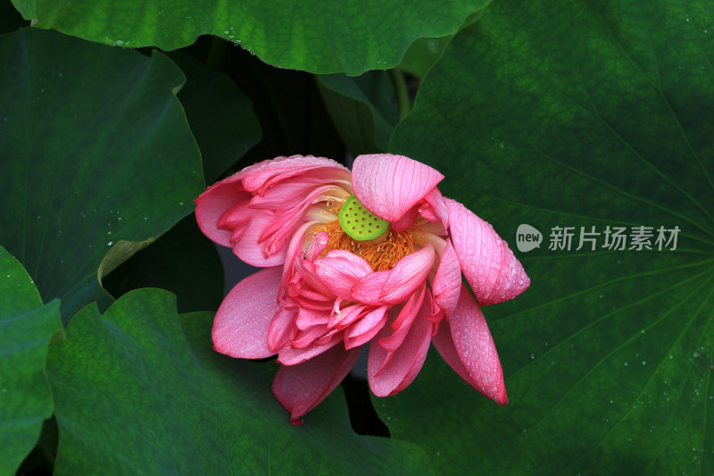 雨后清新的荷花