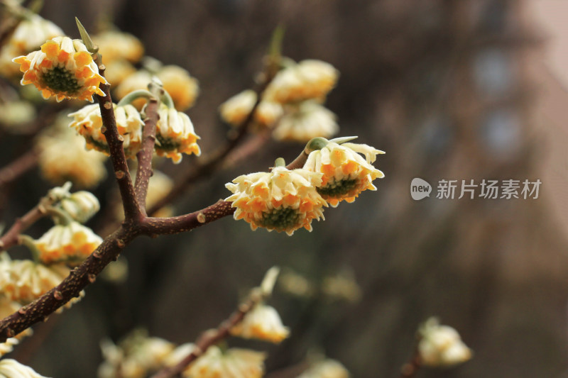 金黄色的结香花盛开