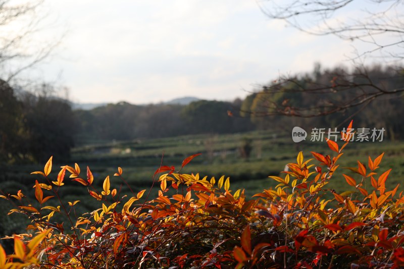 前景红叶与远景山林风景