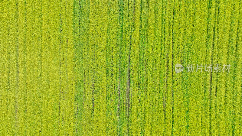 新疆伊犁生态农业油菜花田航拍