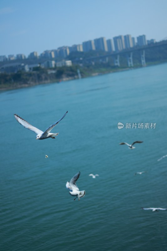 飞翔的海鸥场景