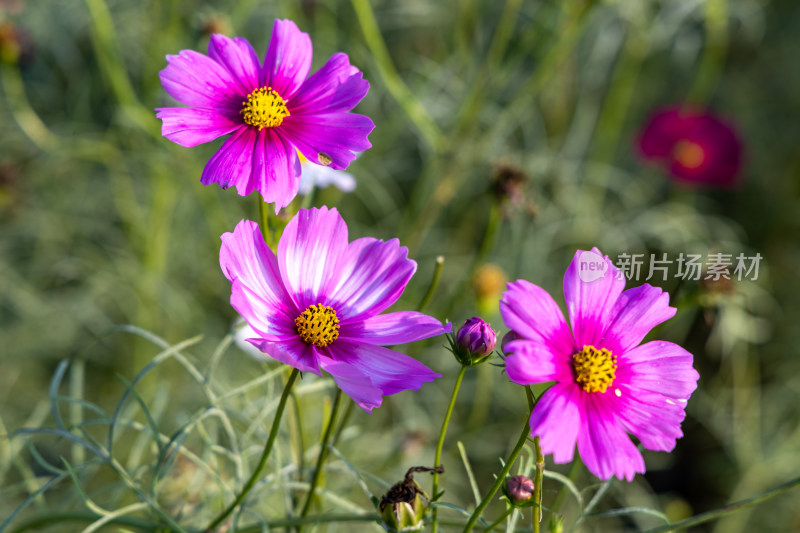 菊花、格桑花