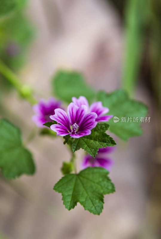 蔬菜园花花草草