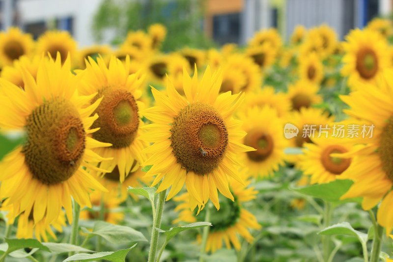 向日葵花太阳花