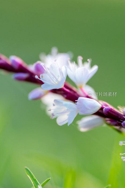 紫色花茎上的白色小花特写