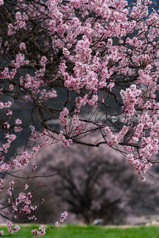 春天西藏林芝索松村的桃花