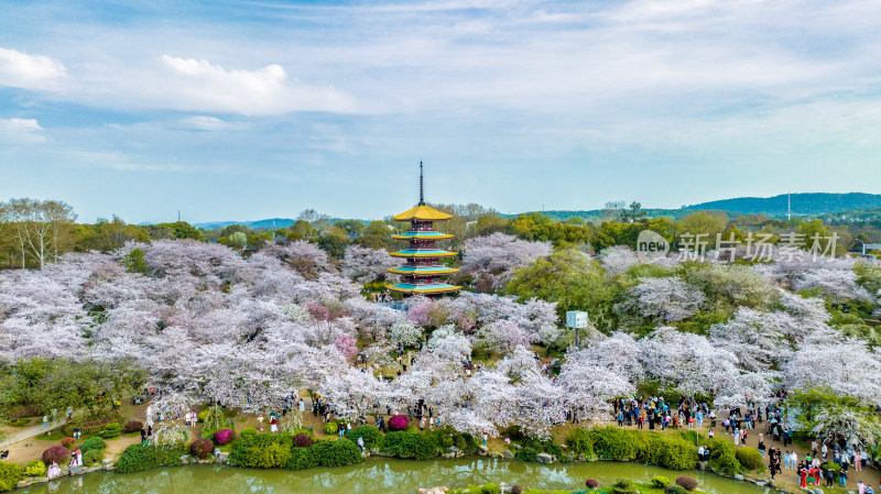 湖北武汉东湖樱花园里的五重塔