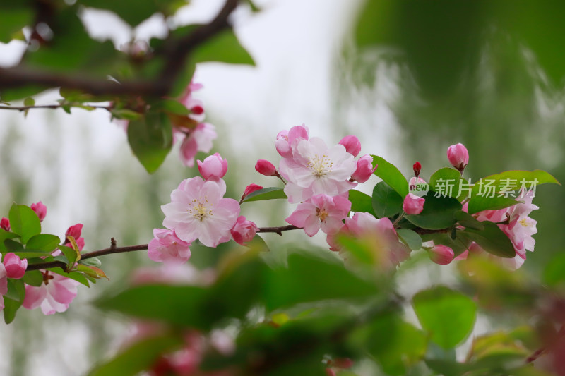 北京元大都春天的海棠花溪