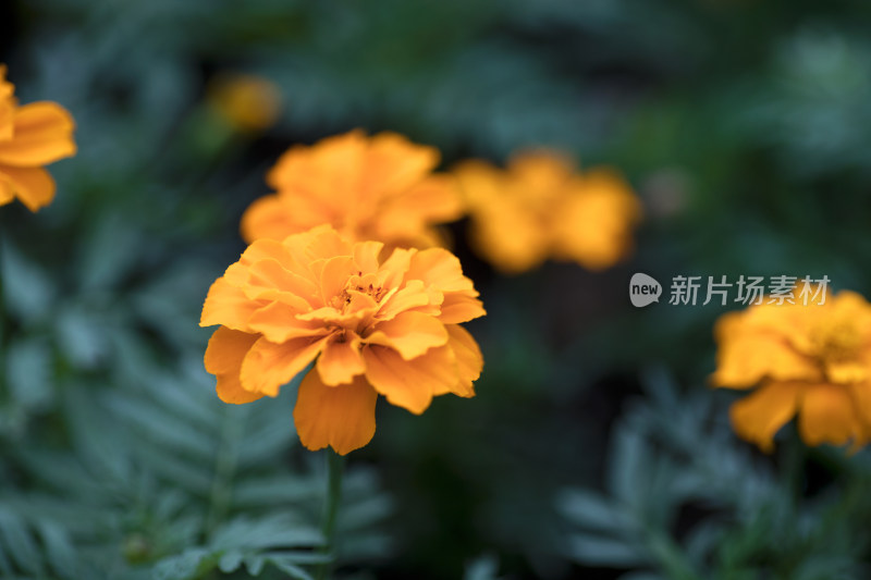 黄秋英菊花花朵