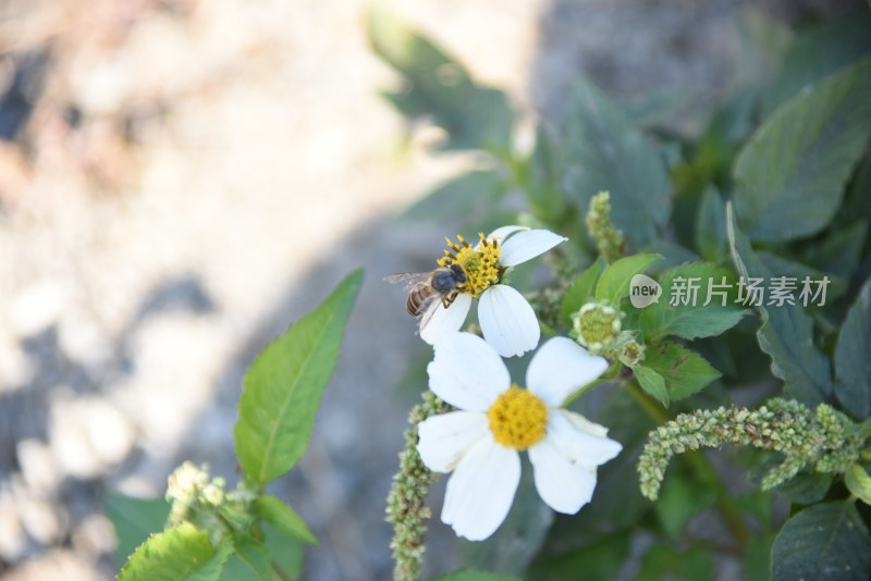 蜜蜂在白色花朵上采蜜的自然景象