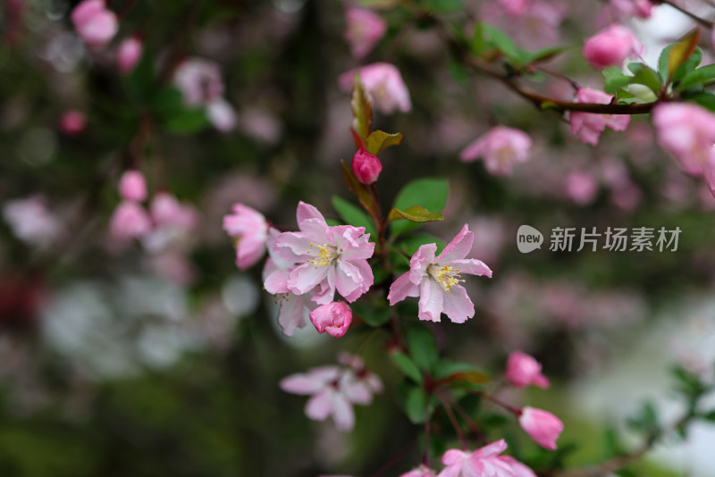 海棠花 垂丝海棠 春天