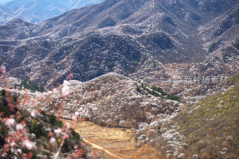 春天的山桃花开满山谷