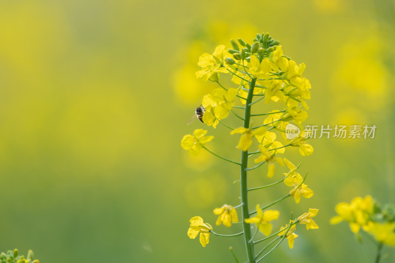 春天油菜花和蜜蜂