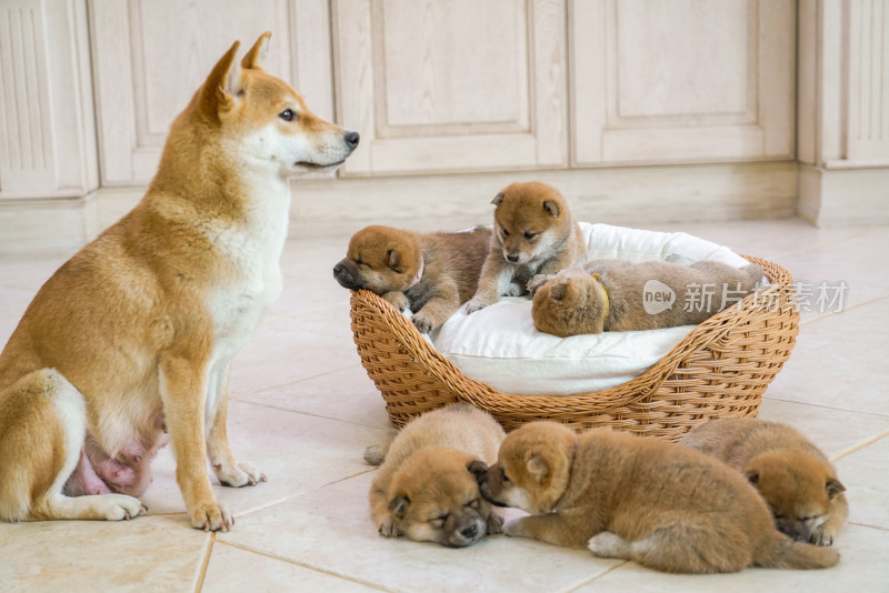 狗妈妈陪伴在孩子们身边