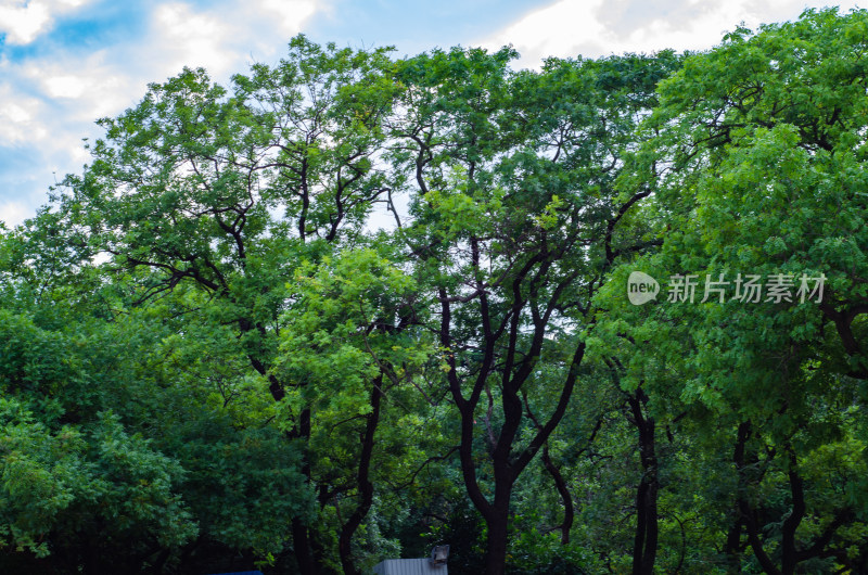 青岛中山公园的树林