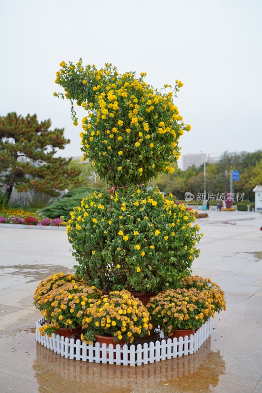 菊花展园艺造型