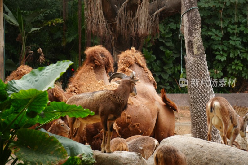 动物园内骆驼与山羊同框