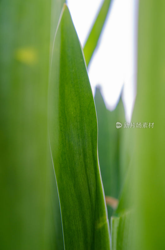 特写绿色植物叶片