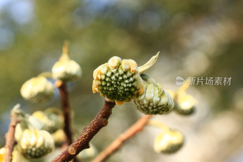 结香花花蕾实拍素材