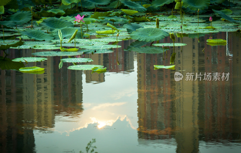 接天莲叶无穷碧（荷花，莲花）