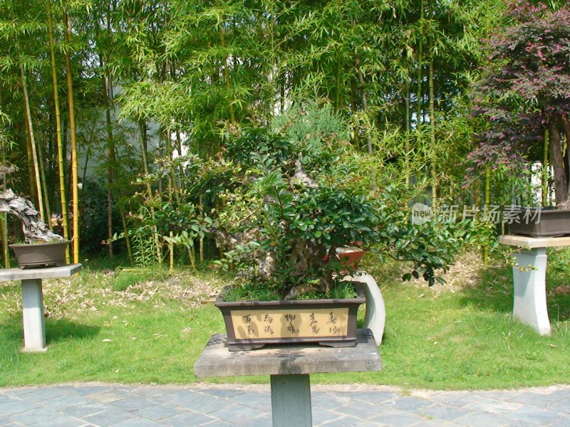 黄山鲍家花园盆景