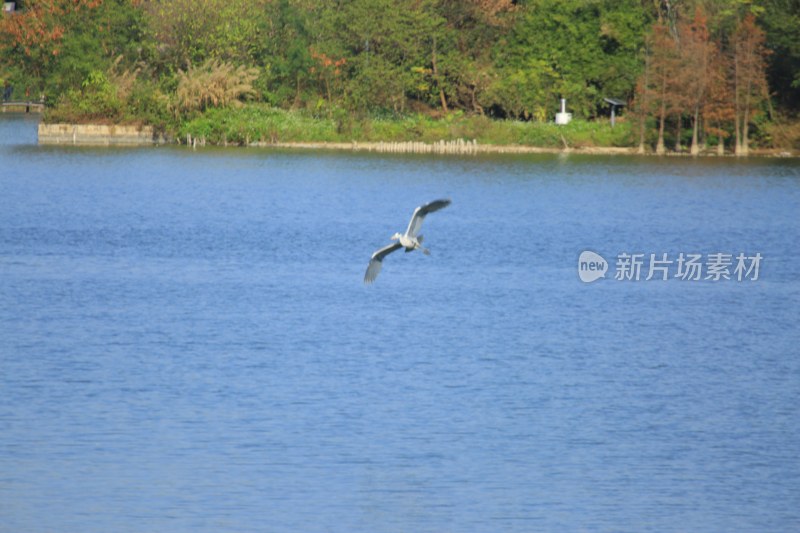 湖面飞鸟与岸边树林景致