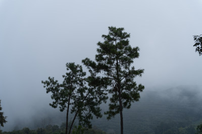 云雾缭绕的山间树木