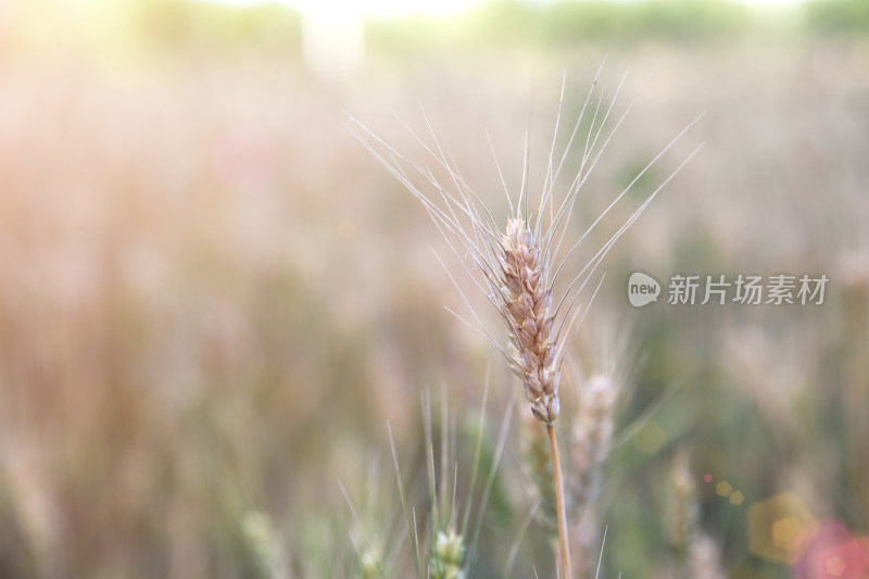 地里略微带着青涩的小麦特写