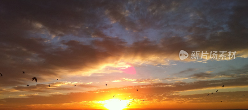 夕阳天空阳光飞鸟