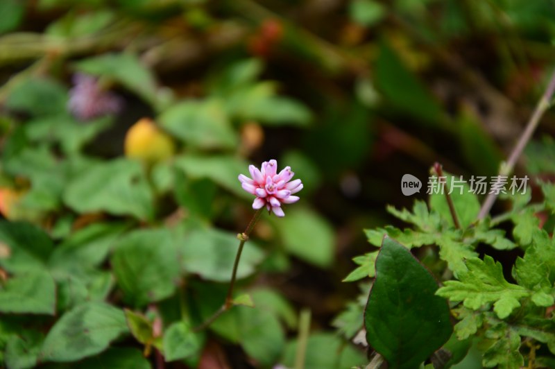 林芝路边的花花草草