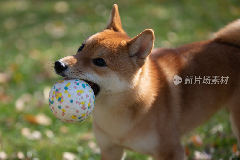 草地上一只正在玩球的柴犬