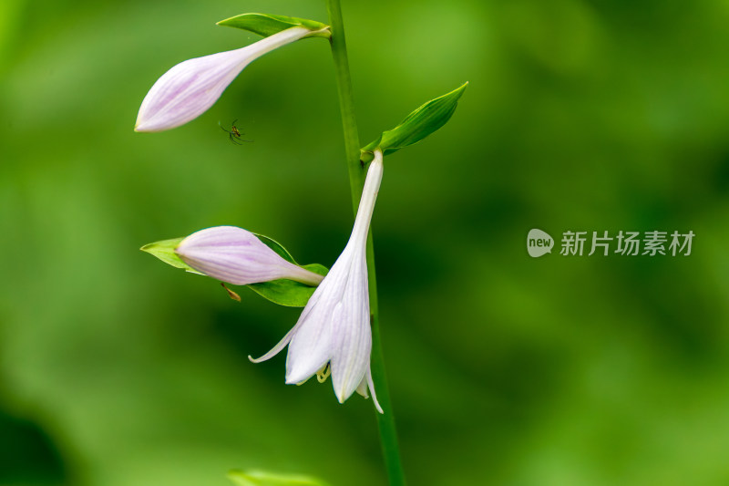 雅致的玉簪花