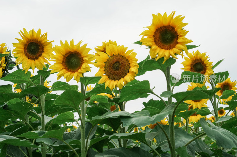 北京温榆河公园向日葵花田